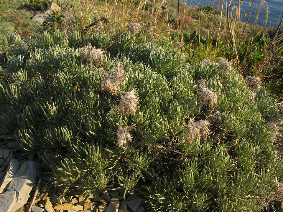 Image of Onosma polyphylla specimen.