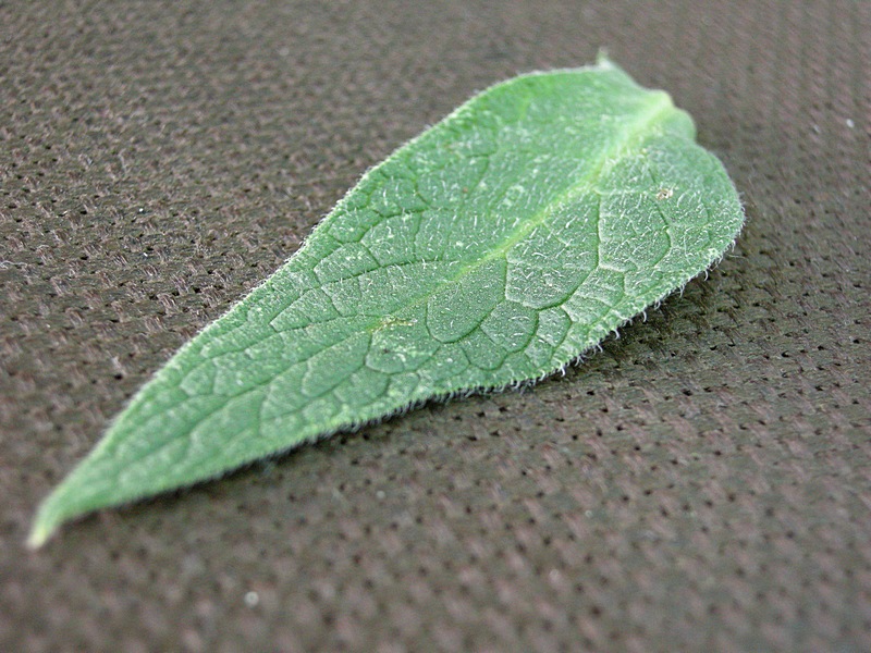 Image of Symphytum officinale specimen.