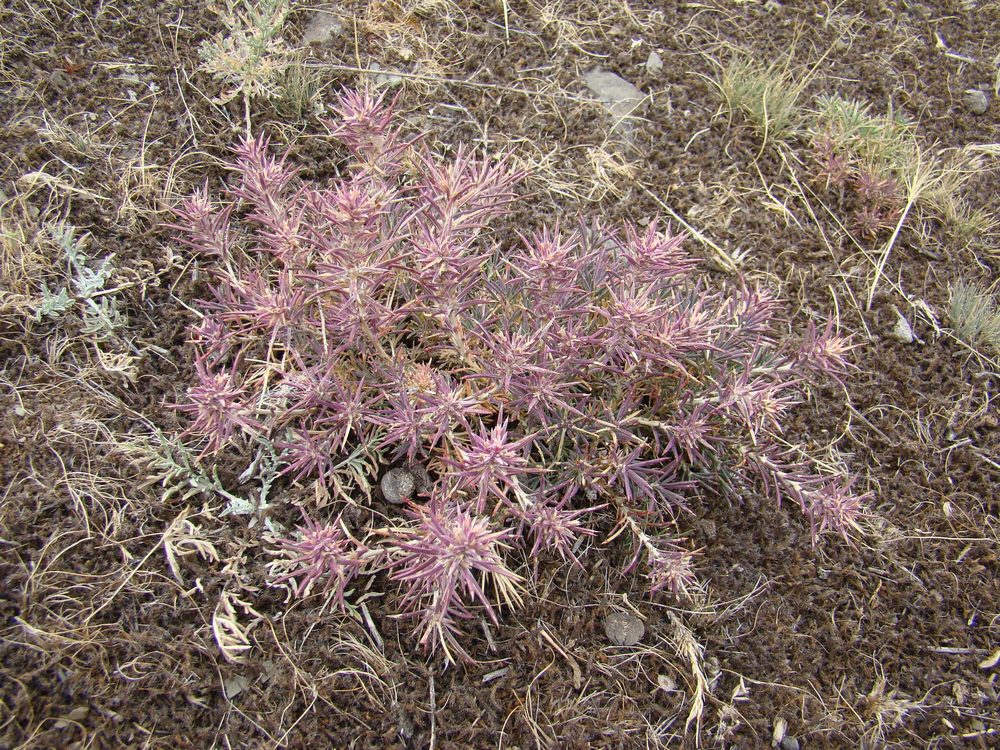 Изображение особи Rhaphidophyton regelii.