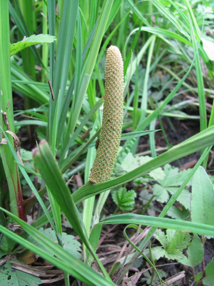 Image of Acorus calamus specimen.