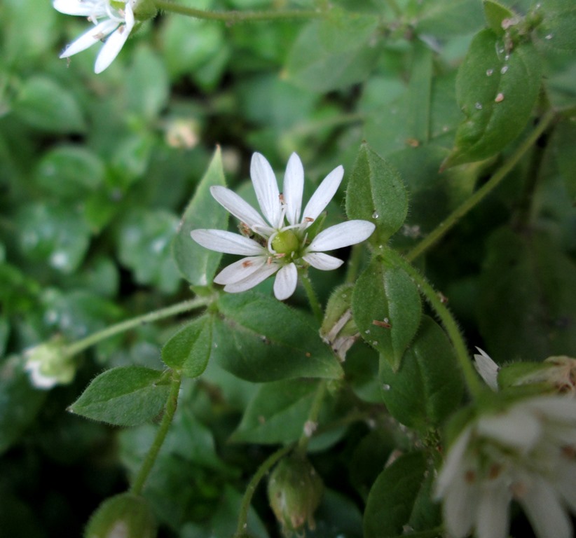 Изображение особи Myosoton aquaticum.