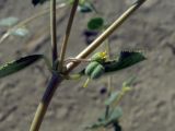 Euphorbia cheirolepis. Соцветие. Узбекистан, Бухарская обл., бугристые пески южнее озера Денгизкуль. 03.06.2009.