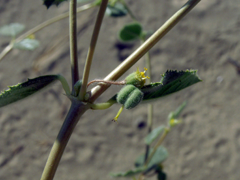 Image of Euphorbia cheirolepis specimen.