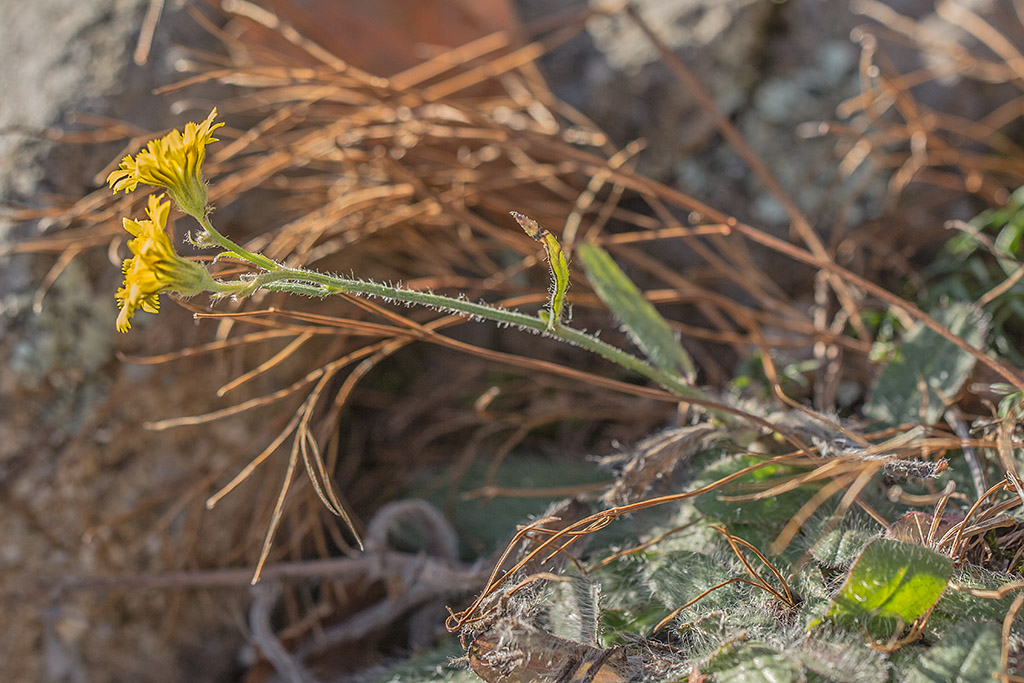 Image of genus Pilosella specimen.