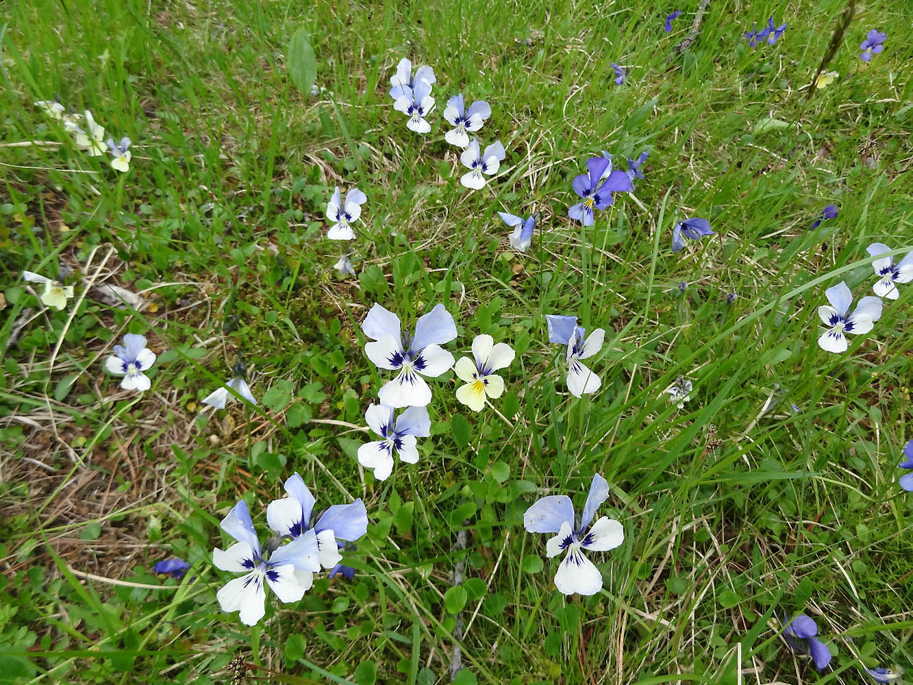 Изображение особи Viola altaica.