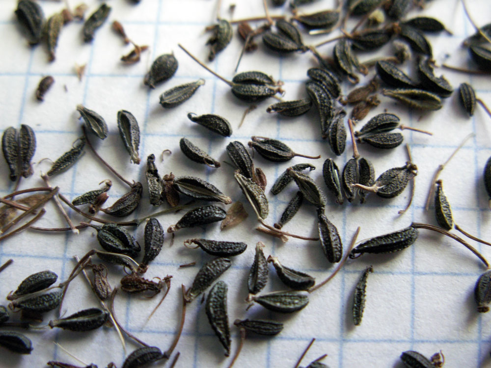 Image of familia Apiaceae specimen.