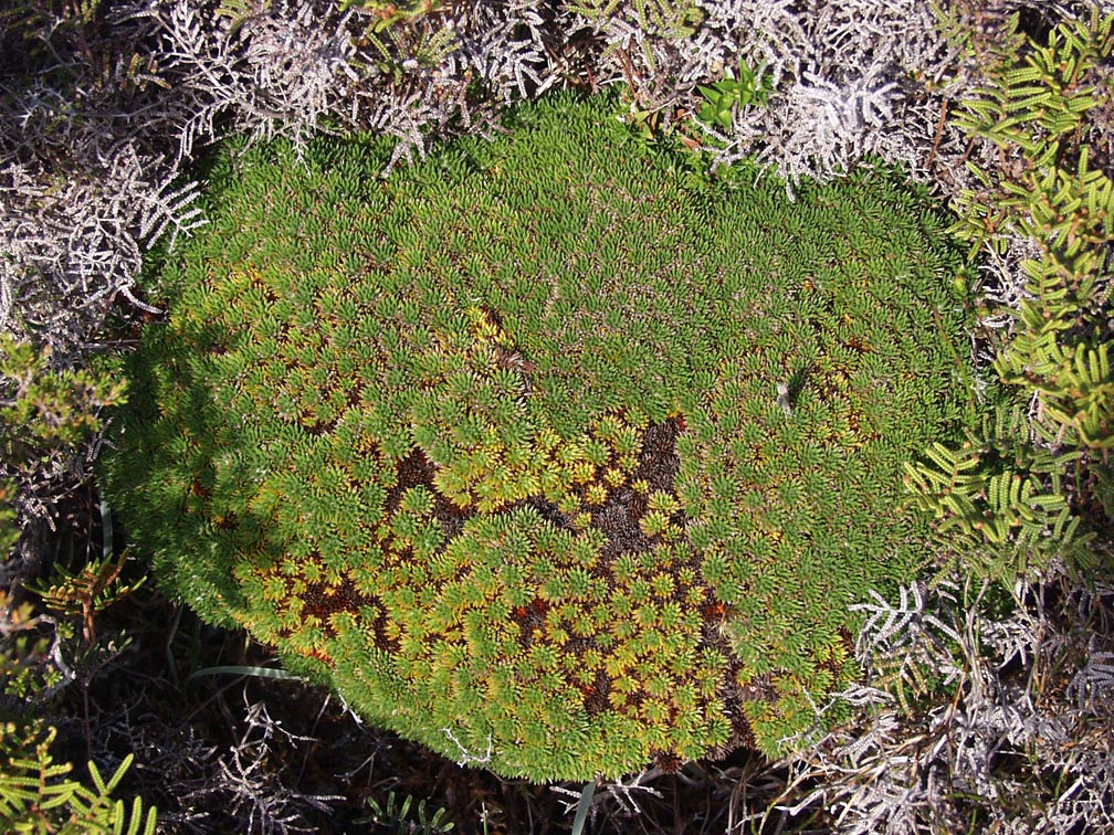 Image of Abrotanella forsteroides specimen.