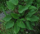 Phlomoides woroschilovii