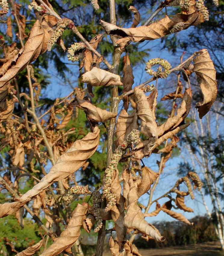 Изображение особи Corylus sieboldiana.