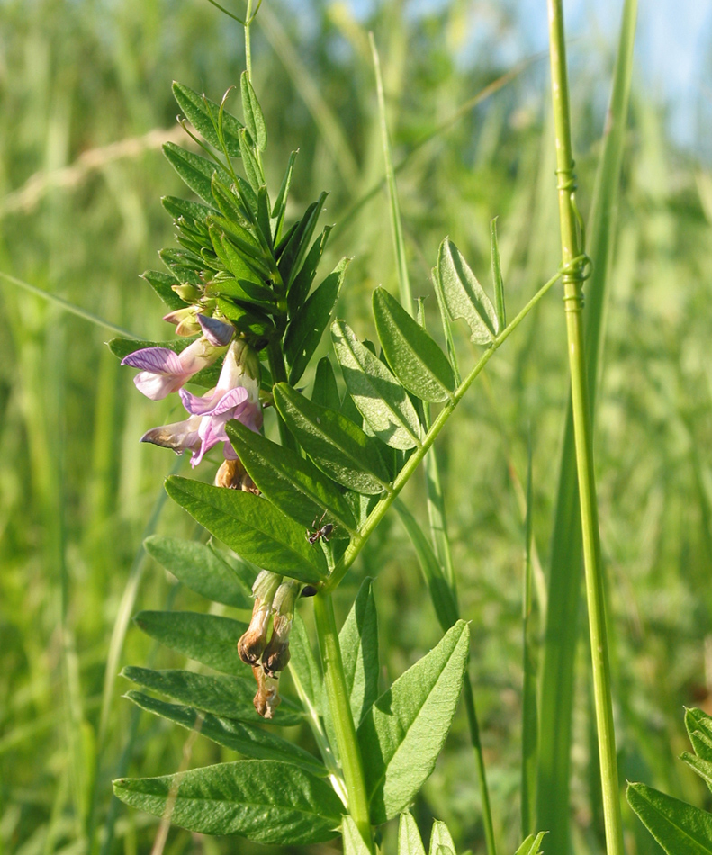 Image of Vicia sepium specimen.