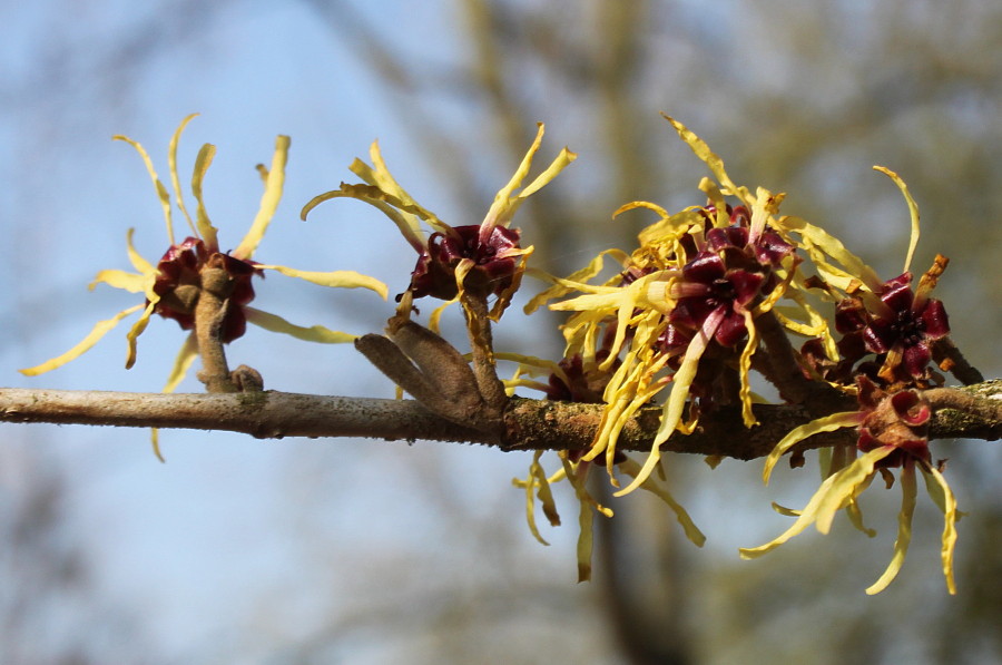 Image of Hamamelis mollis specimen.