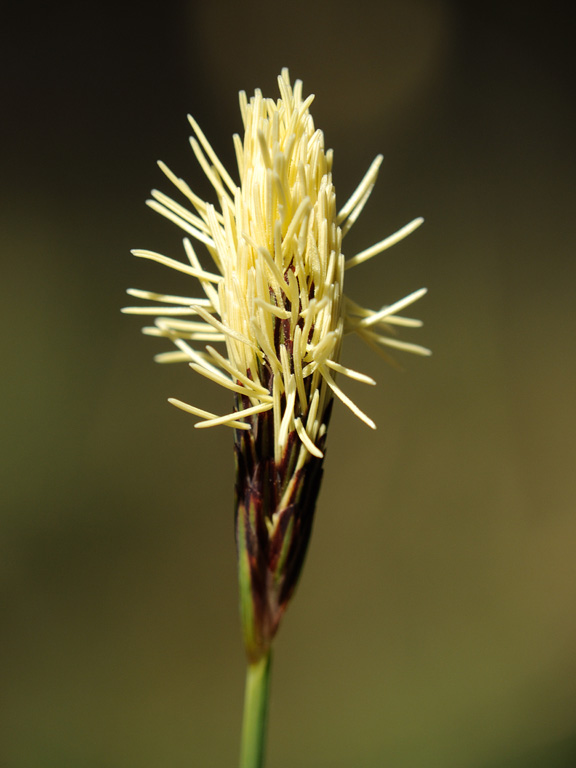 Изображение особи Carex pilosa.