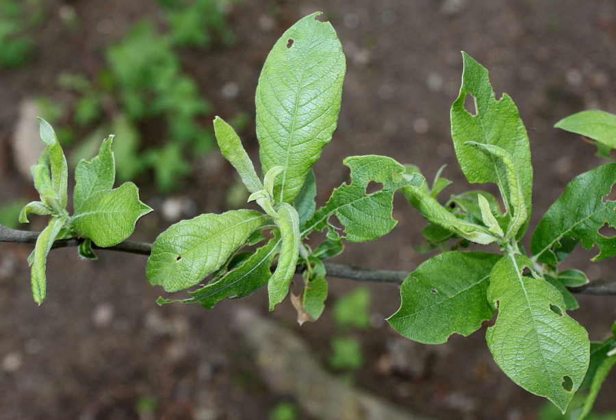 Image of genus Salix specimen.