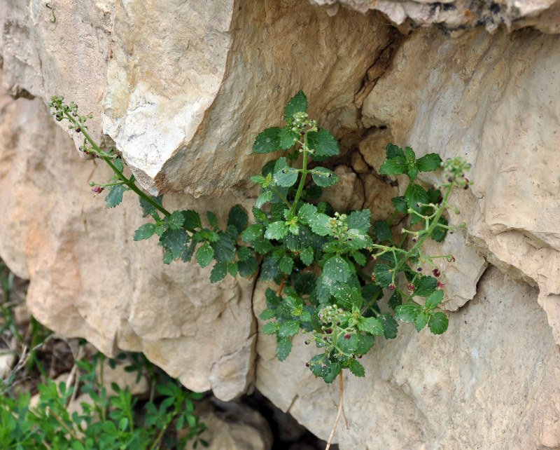 Изображение особи Scrophularia rupestris.