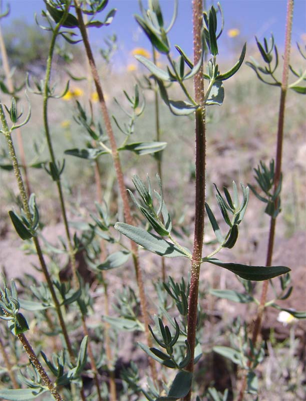 Image of Hypericum scabrum specimen.