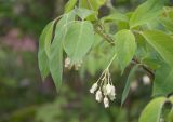 Staphylea trifolia. Верхушка побега цветущего растения. Нижний Новгород, Ботанический сад ННГУ им. Н.И. Лобачевского, в культуре. 23.05.2014.