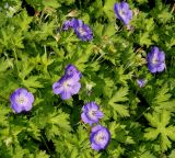 Geranium wallichianum. Цветущее растение ('Buxtons Blue'). Германия, г. Дюссельдорф, Ботанический сад университета. 02.06.2014.