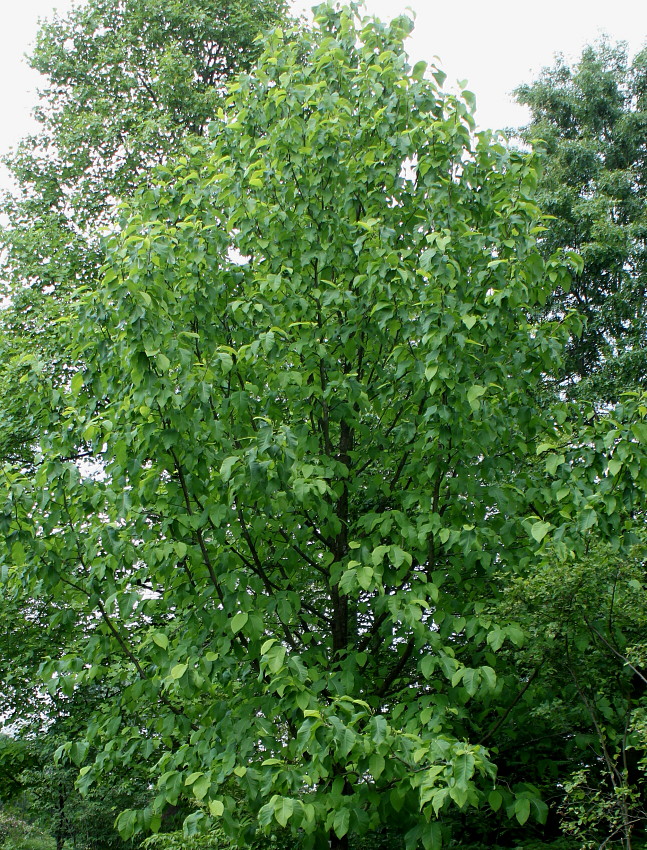 Image of Magnolia acuminata specimen.