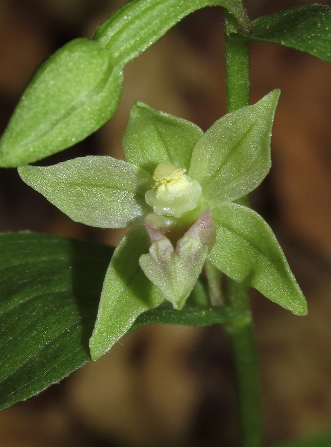 Изображение особи Epipactis persica.