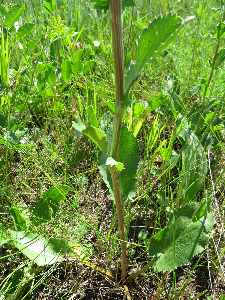 Изображение особи Eryngium planum.