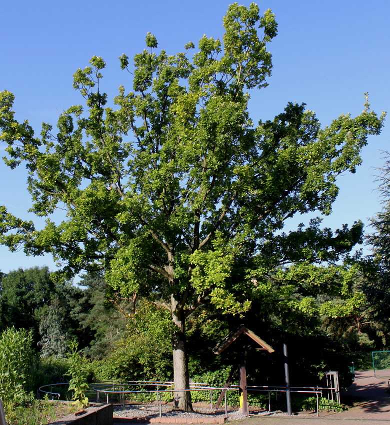 Image of Quercus robur specimen.