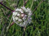 Cicuta virosa. Часть сложного соцветия. Иркутская обл., ключи в окрестностях дер. Турука. 18.07.2009.