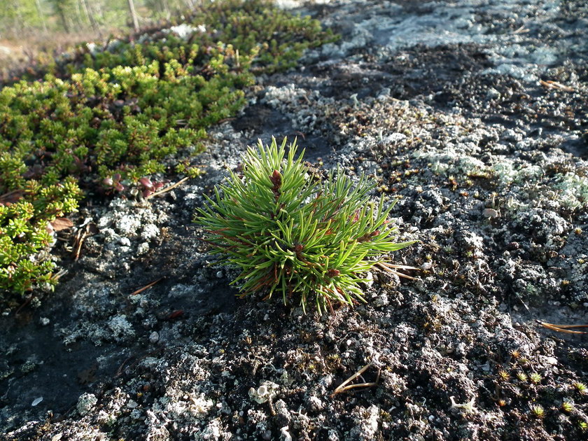 Изображение особи Pinus friesiana.