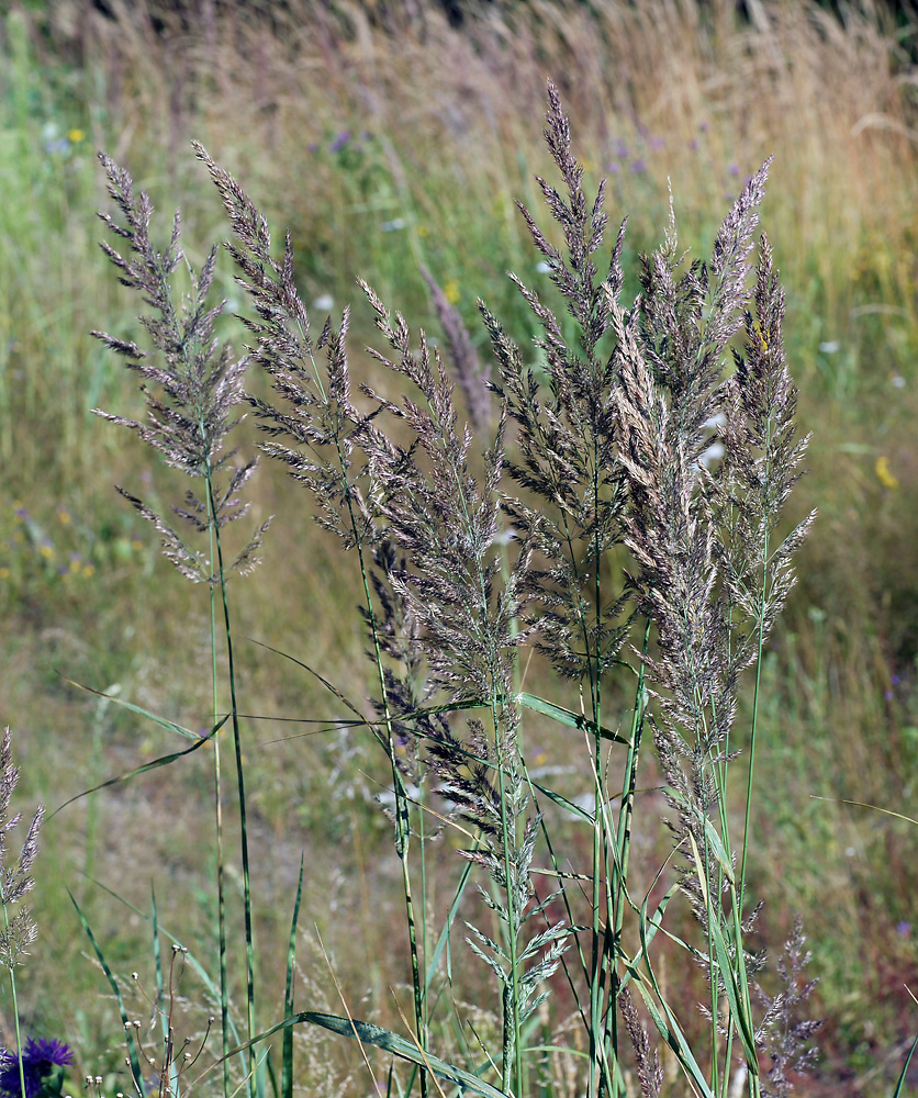 Изображение особи Calamagrostis epigeios.