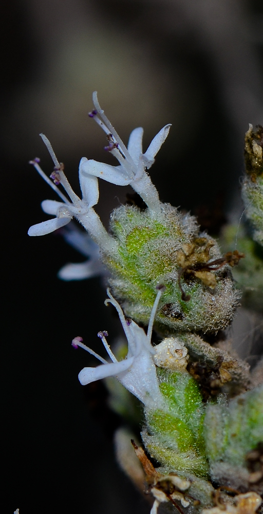 Image of Majorana syriaca specimen.