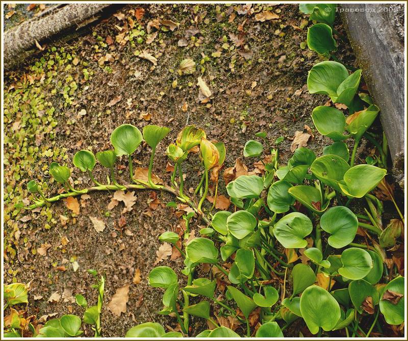 Image of Calla palustris specimen.