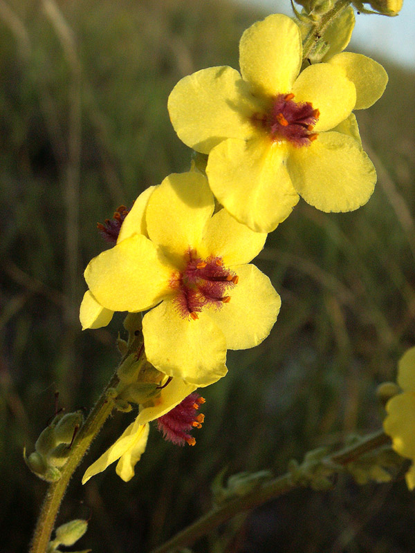 Изображение особи Verbascum marschallianum.