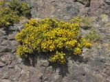 Ulex europaea. Цветущее растение на скале. Великобритания, Шотландия, Эдинбург, Holyrood Park, Salisbury Crags. 2 апреля 2008 г.