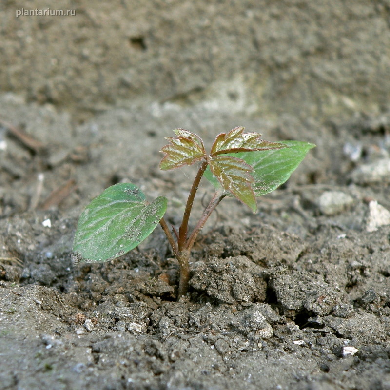 Изображение особи Parthenocissus quinquefolia.