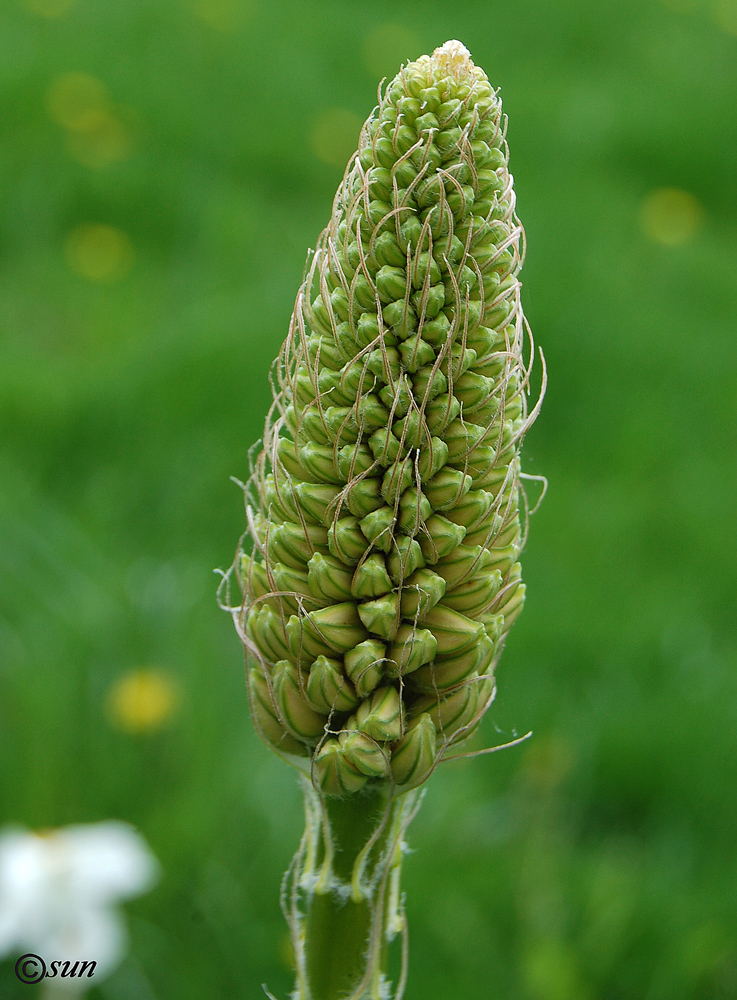 Image of Eremurus robustus specimen.