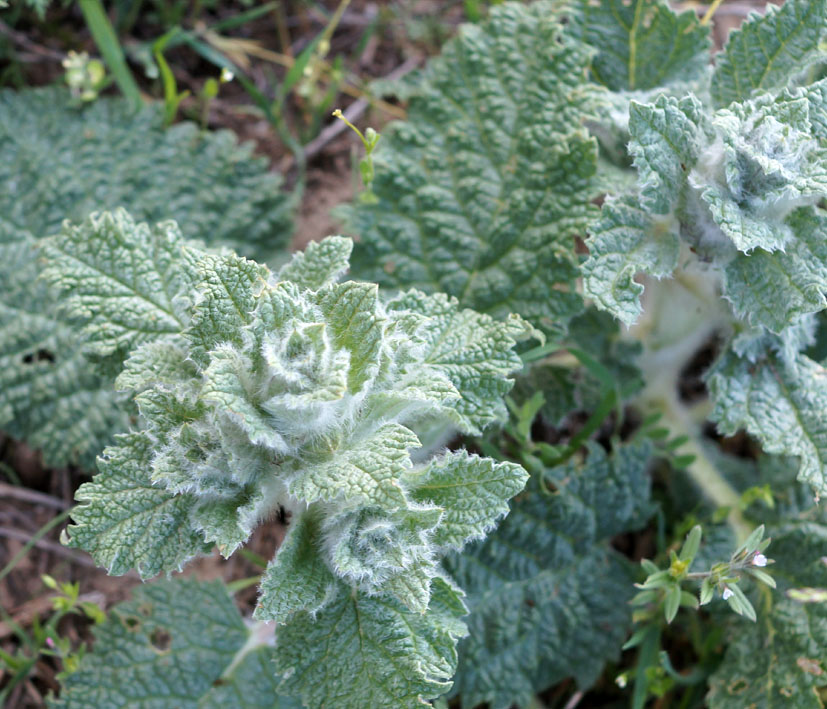 Image of Eremostachys isochila specimen.