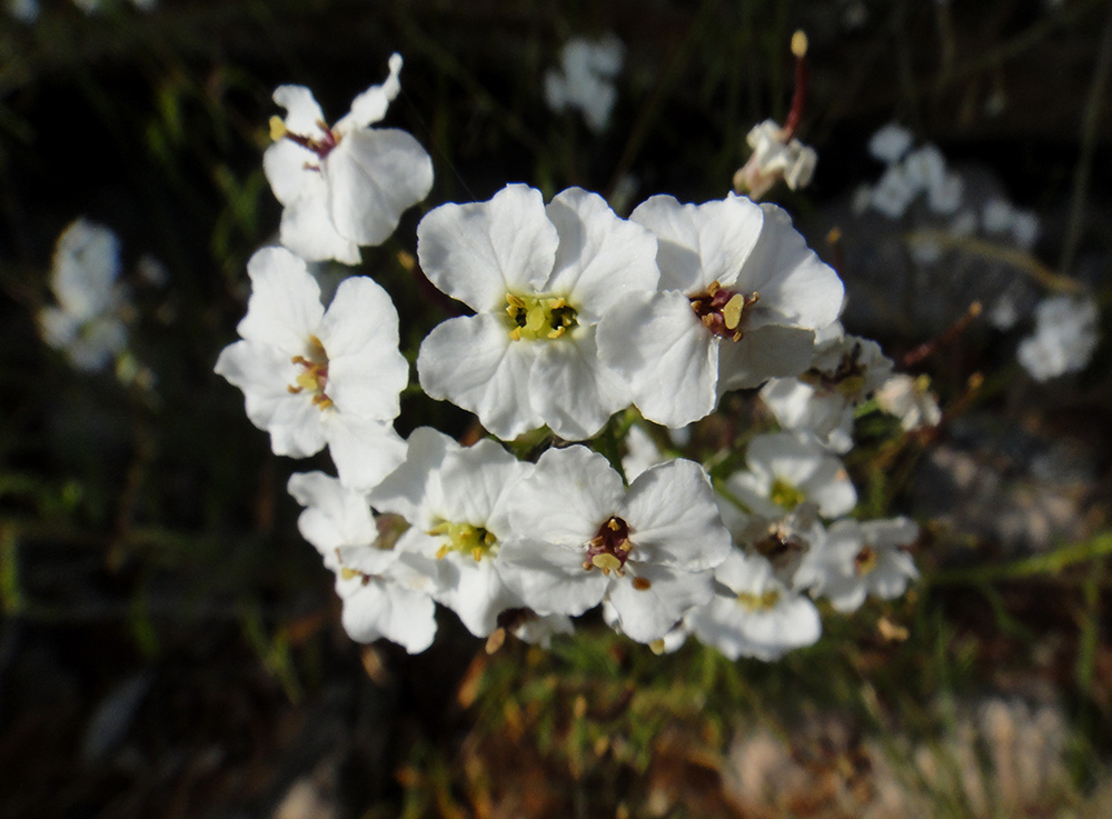 Изображение особи Dontostemon pinnatifidus.