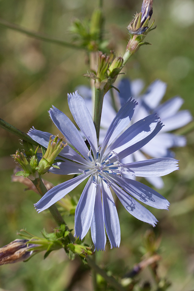 Image of Cichorium intybus specimen.