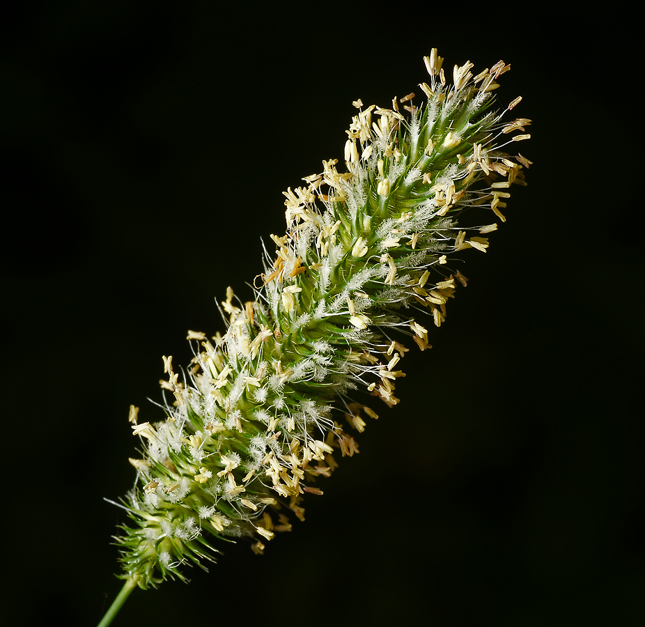 Растение тимофеевка луговая фото