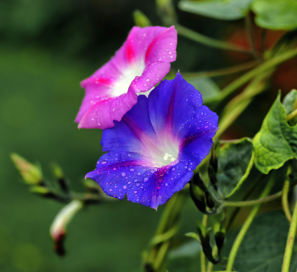 Image of Ipomoea purpurea specimen.