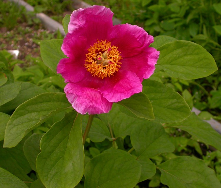 Image of Paeonia daurica specimen.