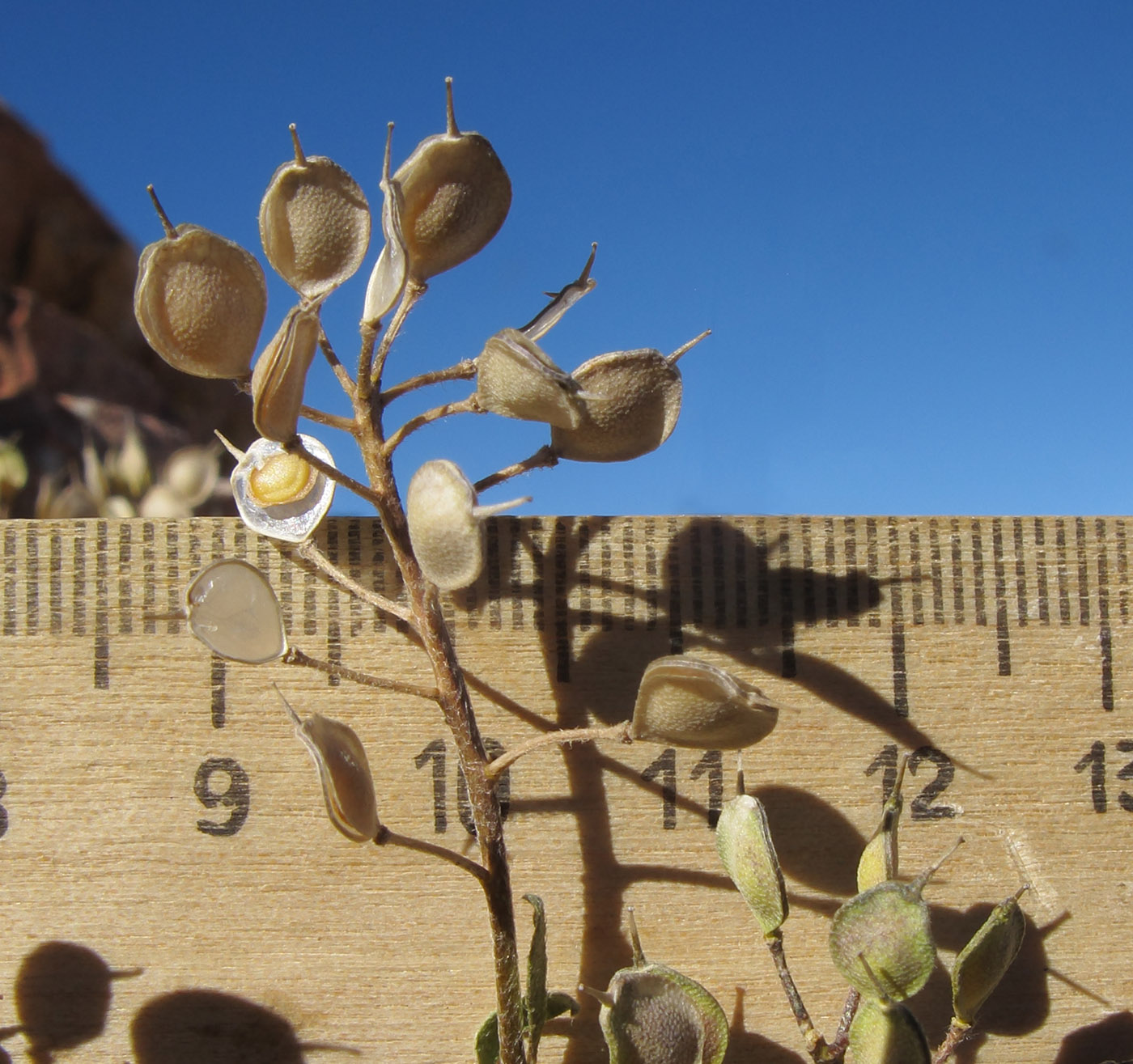 Image of Alyssum oschtenicum specimen.