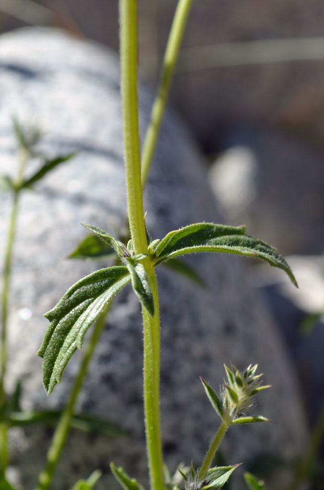 Image of Nepeta podostachys specimen.