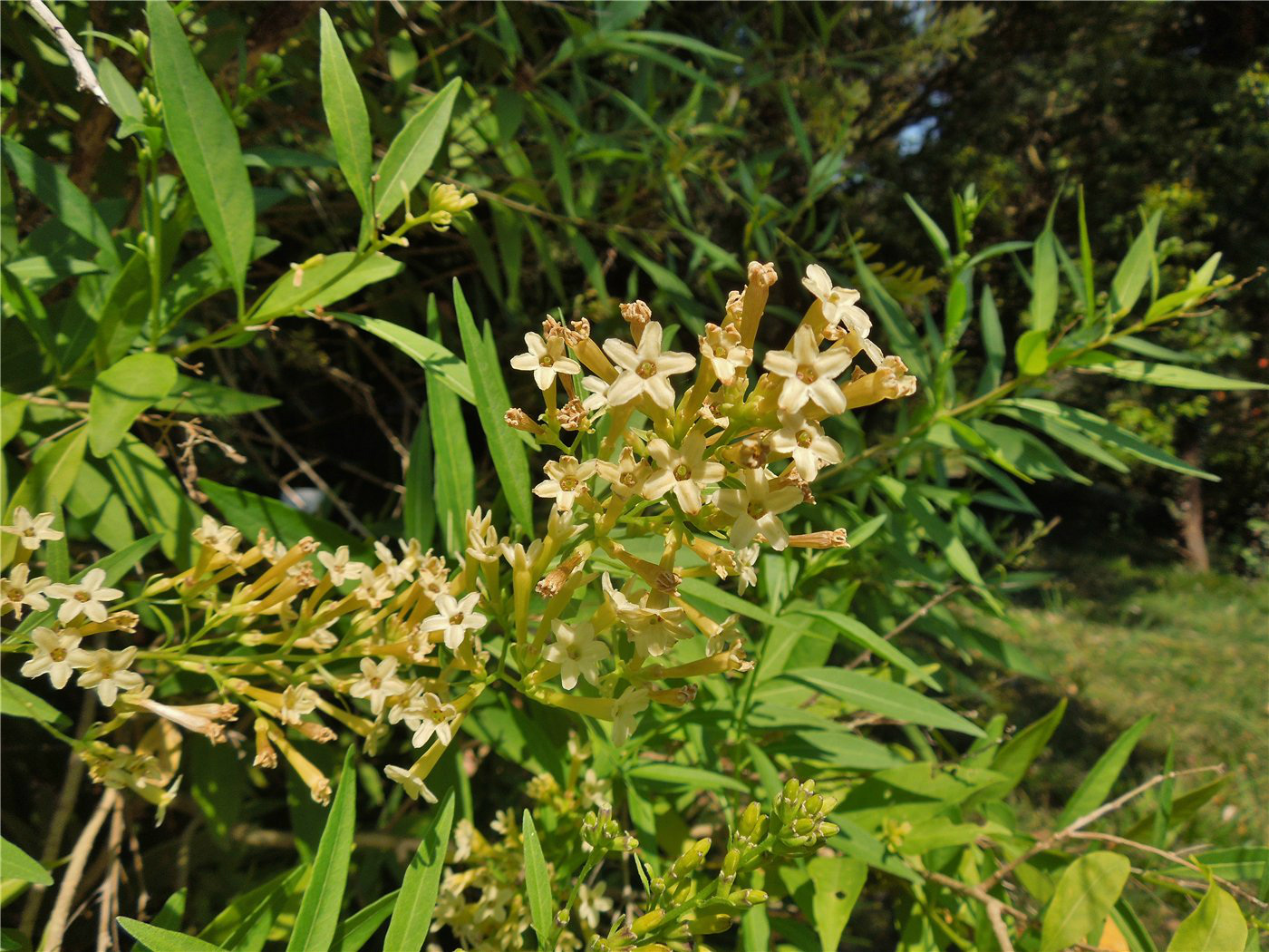 Изображение особи Cestrum parqui.