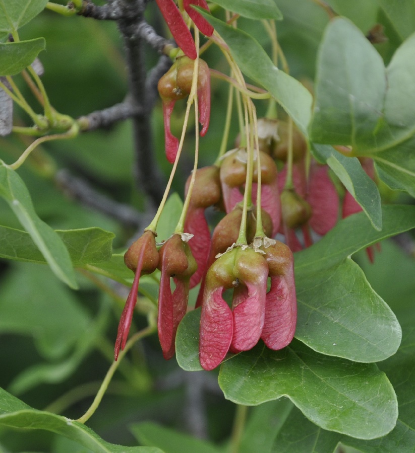 Image of Acer monspessulanum specimen.