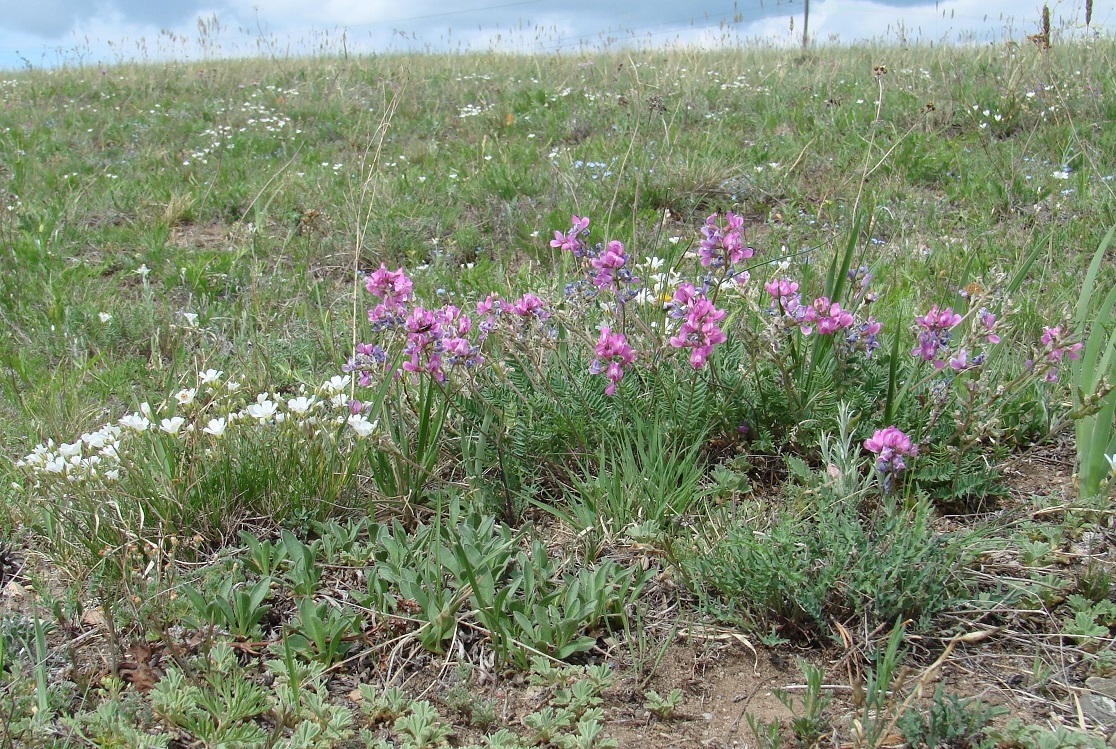 Изображение особи род Oxytropis.