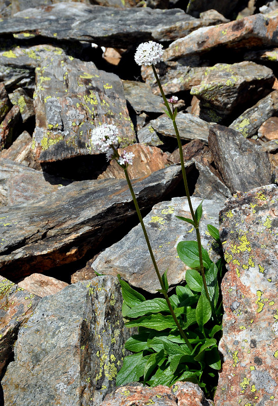 Image of Valeriana alpestris specimen.