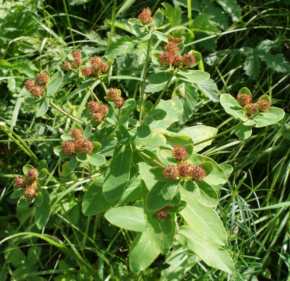 Изображение особи Euphorbia pilosa.