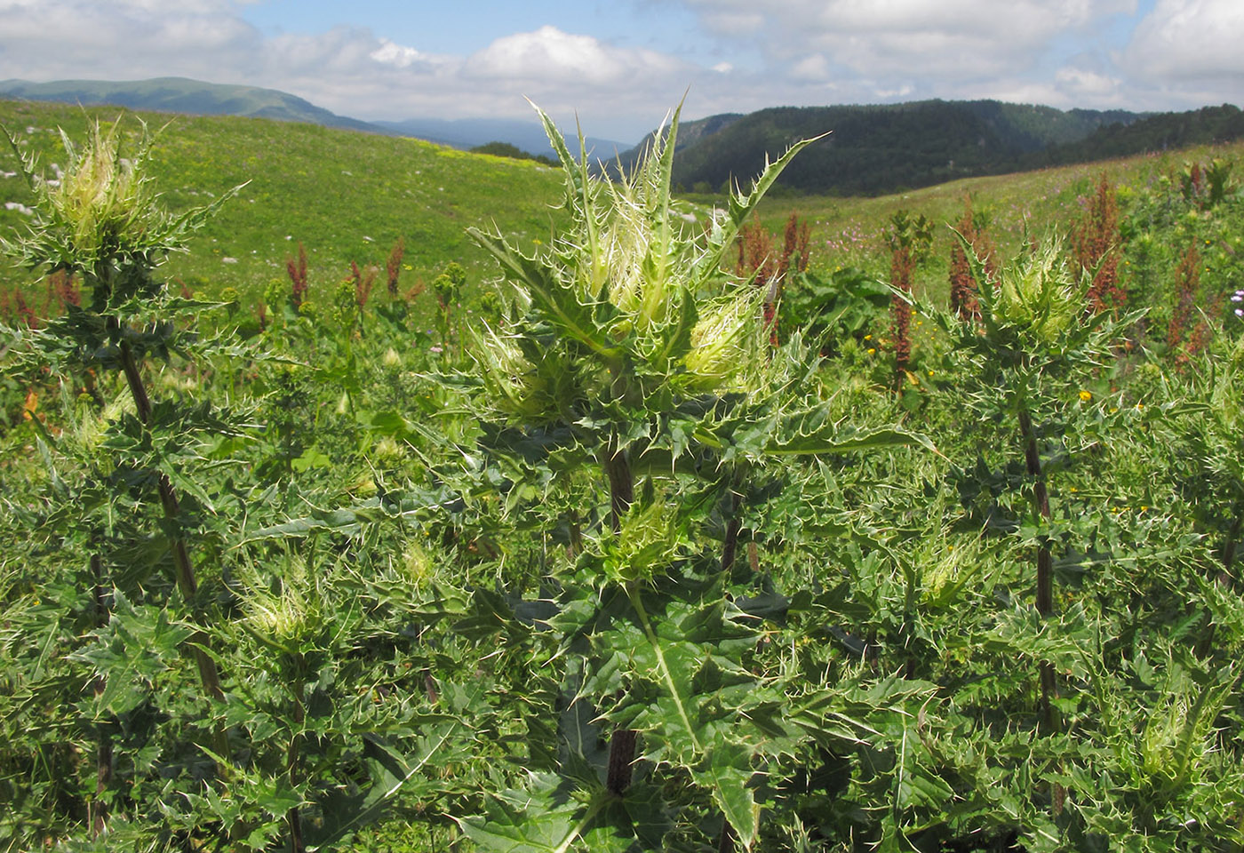 Image of Cirsium obvallatum specimen.