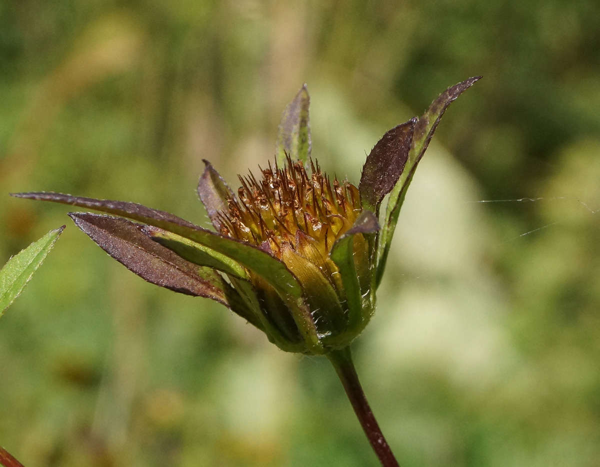 Image of Bidens frondosa specimen.