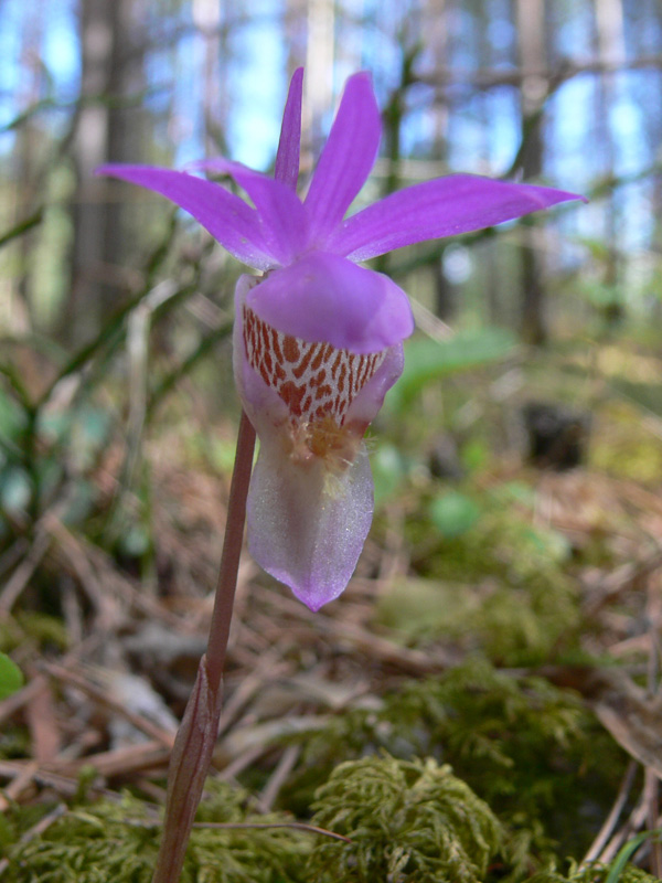 Image of Calypso bulbosa specimen.